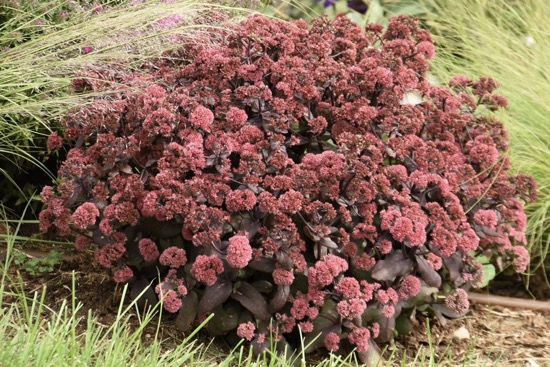 Rock and grow maroon sedum