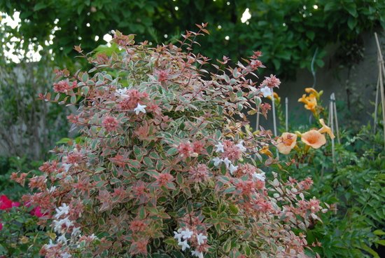Tres Amigos abelia with variegated foliage and some white flowers