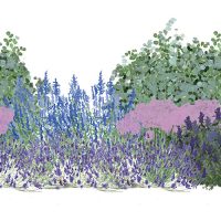 Illustration of Airy Texture for Drought Tolerance plants