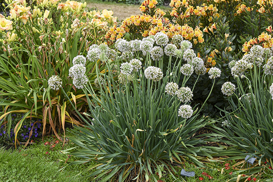 Round Bobblehead Allium blooms above spiky green foliage in a mixed garden bed
