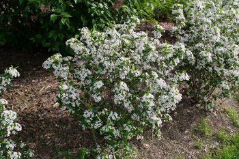Low Scape Snowfire shrub covered in white blossoms