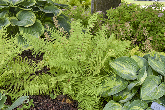 Fronds Forever Green fens in a mixed garden bed
