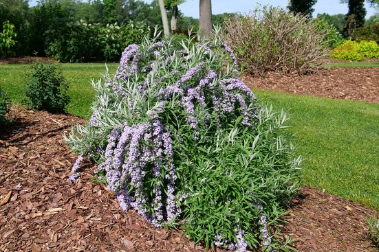MOP TOP® Fountain Butterfly Bush dripping purple flowering branches