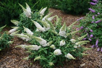 Pugster White butterfly bush