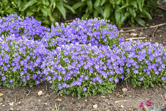 MINI MARVELS Midnight round purple flowering plants in a mulched bed