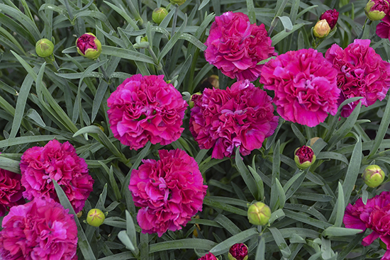 Close up of bright pink blooms on FRUIT PUNCH Funky Fuchsia dianthus