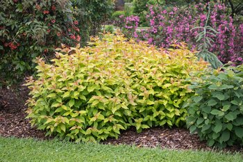KODIAK SPICED Diervilla with light green to orange leaves