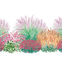 Illustration of Carolina Heat Tolerant plants