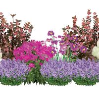 Illustration of Cold Tolerant Captivating Color plants