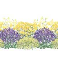 Illustration of Dry Space Filler 1 plants