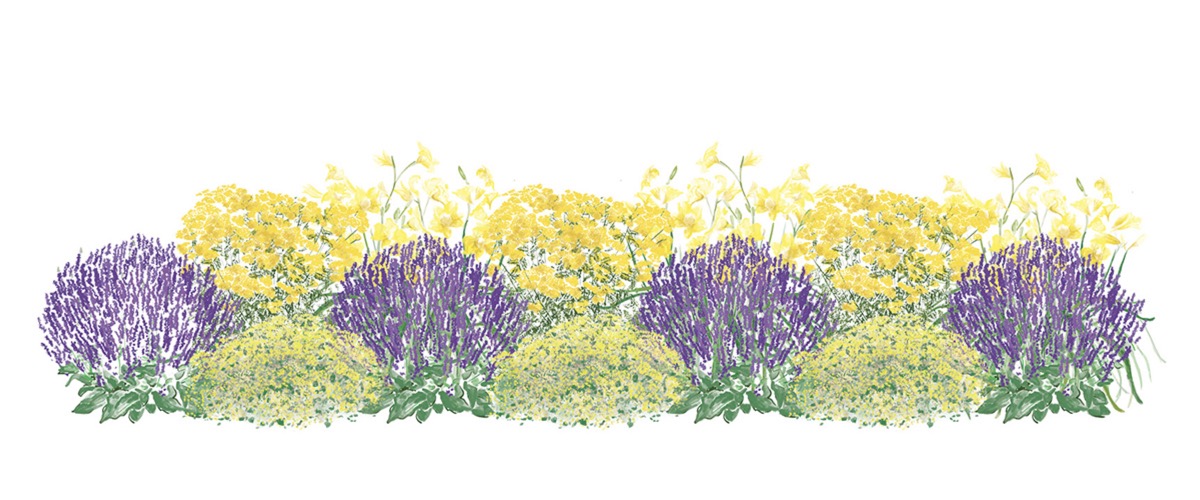 EZ Scape - Dry Space Filler 1 Graphics2 Illustration of Dry Space Filler 1 plants