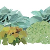 Illustration of Foliage Friendly Shadescape 1 plants