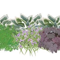 Illustration of Foliage Friendly Shadescape 2 plants