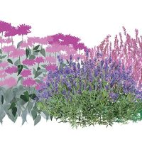 Illustration of Garden Fragrance plants