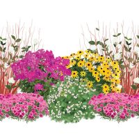 Illustration of High Performance Pollinator Patch plants