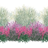 Illustration of Native Roots in the Southwest plants