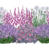 Illustration of Rabbit Deterrent Sunscape plants