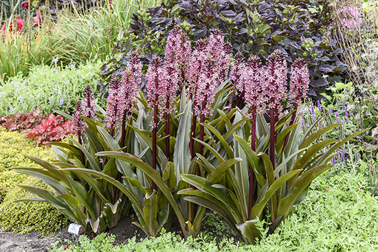 CROWNING GLORY Purple Reign plants blooming in a mixed garden bed