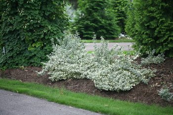 White Album shrub with white and green foliage