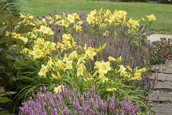RAINBOW RHYTHM Going Bananas daylilies with pale yellow blooms in a garden border