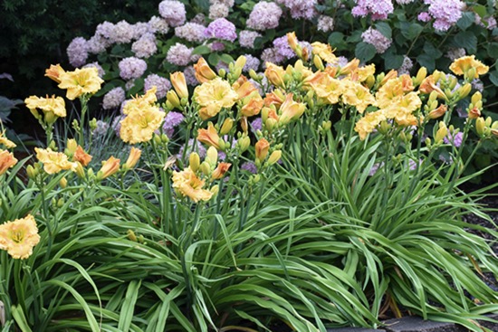 RAINBOW RHYTHM Orange Smoothie daylilies in a garden border