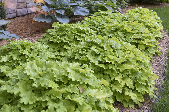DOLCE Apple Twist coral bells with apple green foliage in a mulched garden border