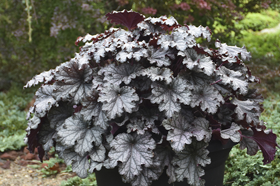 Close up of dark silver-grey foliage of DRESSED UP Prom Dress coral bells