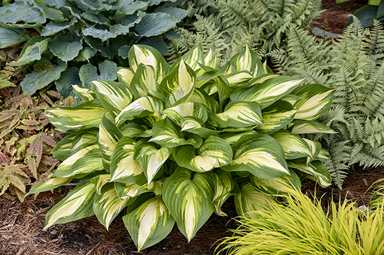 Shadowland 'Miss America' Hosta displays big leaves with green edges and pale yellow centers