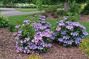 Hydrangea Lets Dance Can Do with varying degrees of lavender blossoms