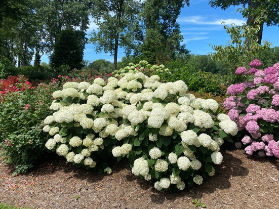 Incrediball Storm Proof™ Smooth Hydrangea with huge white blooms in a mulched garden bed