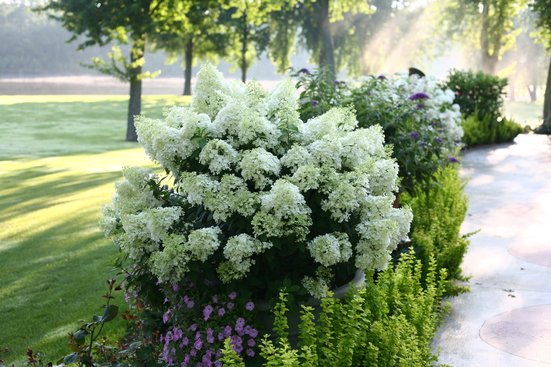 Bobo white hydrangea in a garden