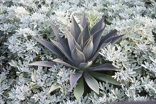 ART & SOL Lavender Lady Mangave surrounded by the silver foliage of wormwood