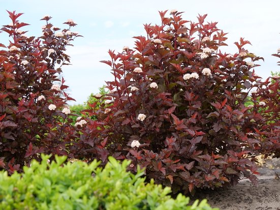 Ginger Wine shrubs