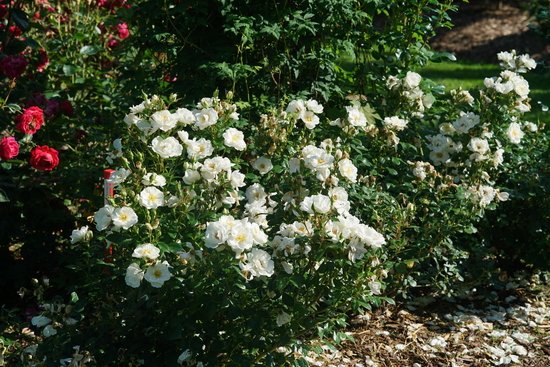 Rosa Oso Easy Ice Bay white rose bush