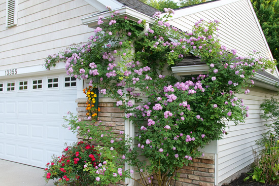 Rise Up Lilac Days™ Climbing Rose with lavender flowers climbing up the side of a house