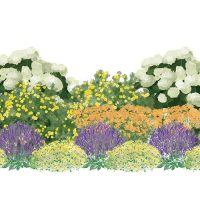 Illustration of Snow Plow & Salt Tolerant plants