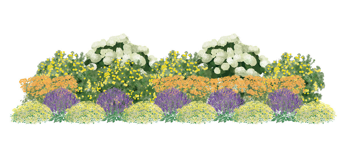 Snow Plow & Salt Tolerant Graphics2 Illustration of Snow Plow & Salt Tolerant plants