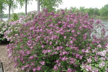 Bloomerang Dark Purple lilac bush