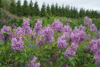 SCENTARA Double Blue Lilac in a field