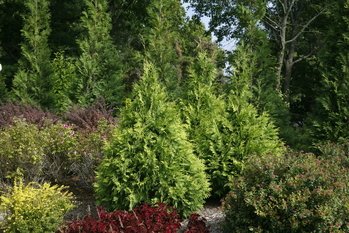 Polar Gold yellow tinted tree