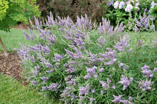 Rock Steady bush with long, conical, light purple flowers