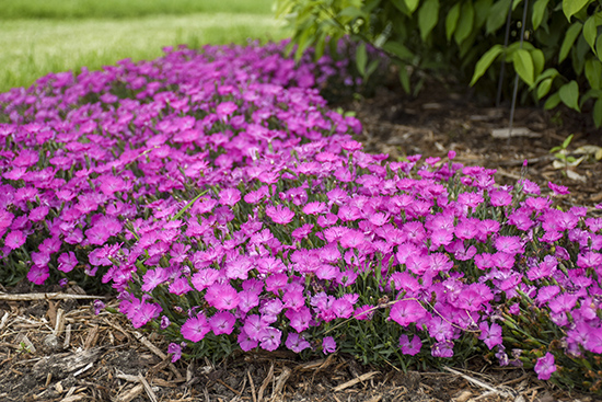Paint the Town Fuchsia spreading purple flowers