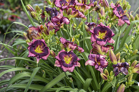 Cold Tolerant Captivating Color - EZ Scape