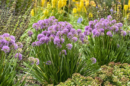 Rounded rosy purple flowers of Allium All the Buzz