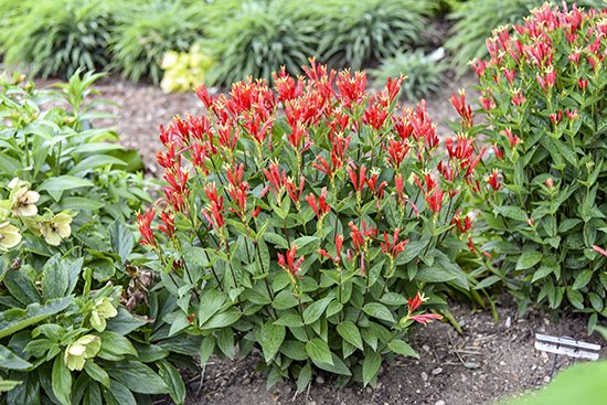 Spigelia Orange Slices blooming in the landscape